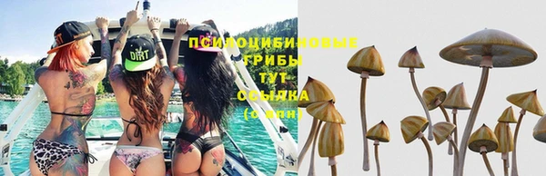 индика Арсеньев